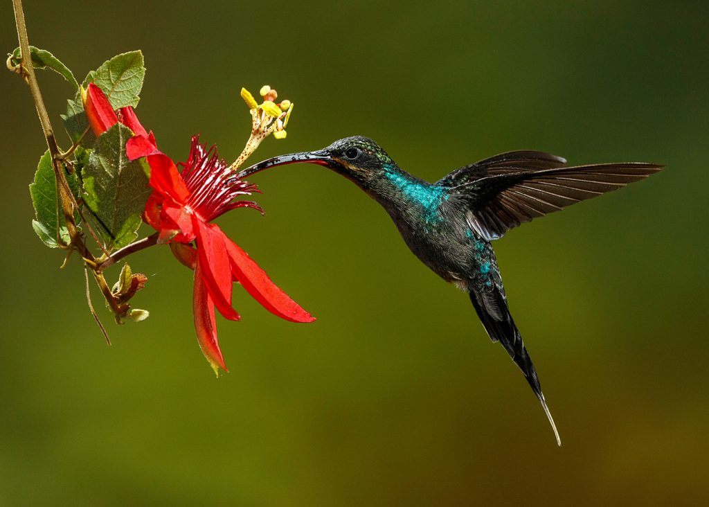 Image shows hummingbird drinking from a red flower. 