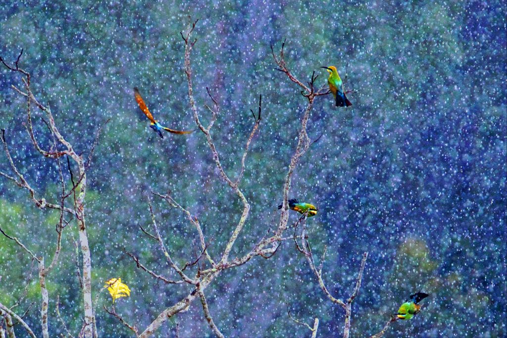 Colourful birds on a tree in the rain. 